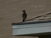 Gouden Grondspecht [Colaptes auratus]
